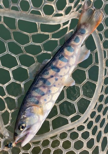 ヤマメの釣果
