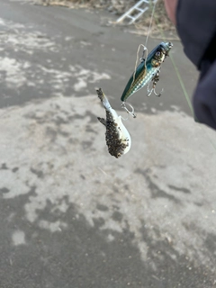 ゴマフグの釣果
