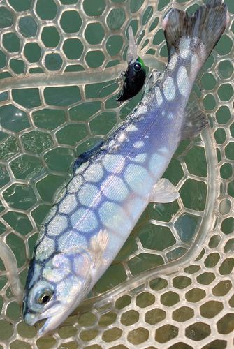 ニジマスの釣果