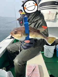 ショウサイフグの釣果