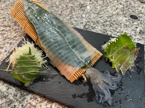 ヤリイカの釣果