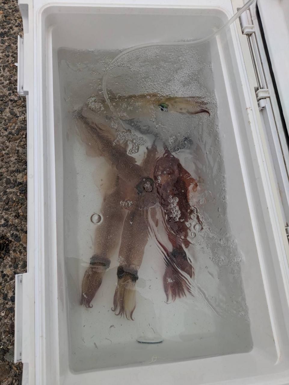 ヒグヒグさんの釣果 2枚目の画像