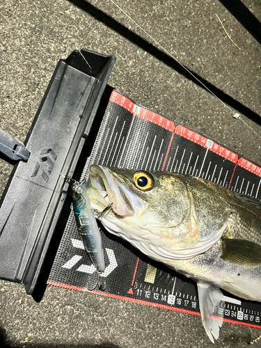 シーバスの釣果