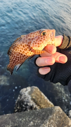 オオモンハタの釣果