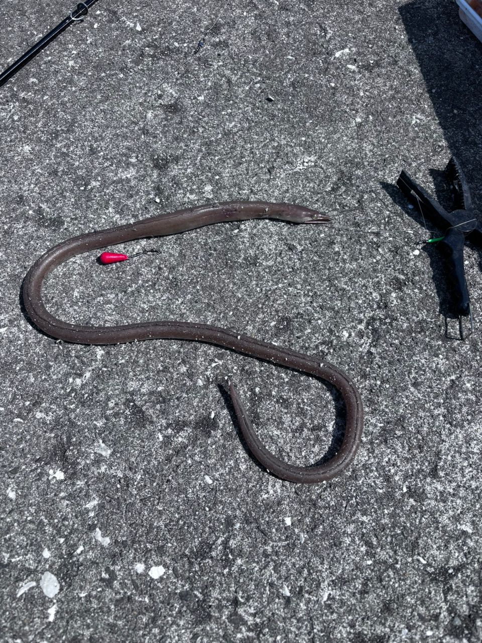 ダイナンウミヘビ