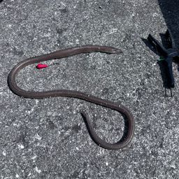 ダイナンウミヘビ