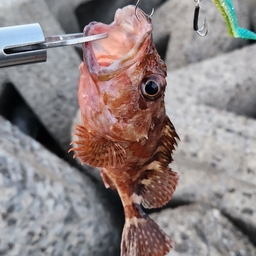 カサゴ