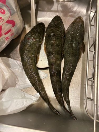 マゴチの釣果