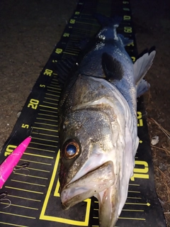 シーバスの釣果