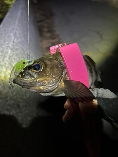 シロメバルの釣果