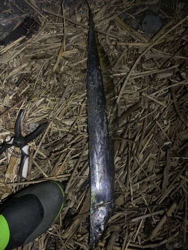 タチウオの釣果