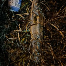 フッコ（マルスズキ）