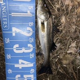 フッコ（マルスズキ）