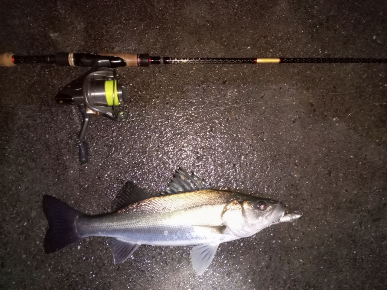 フッコ（マルスズキ）