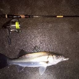 フッコ（マルスズキ）