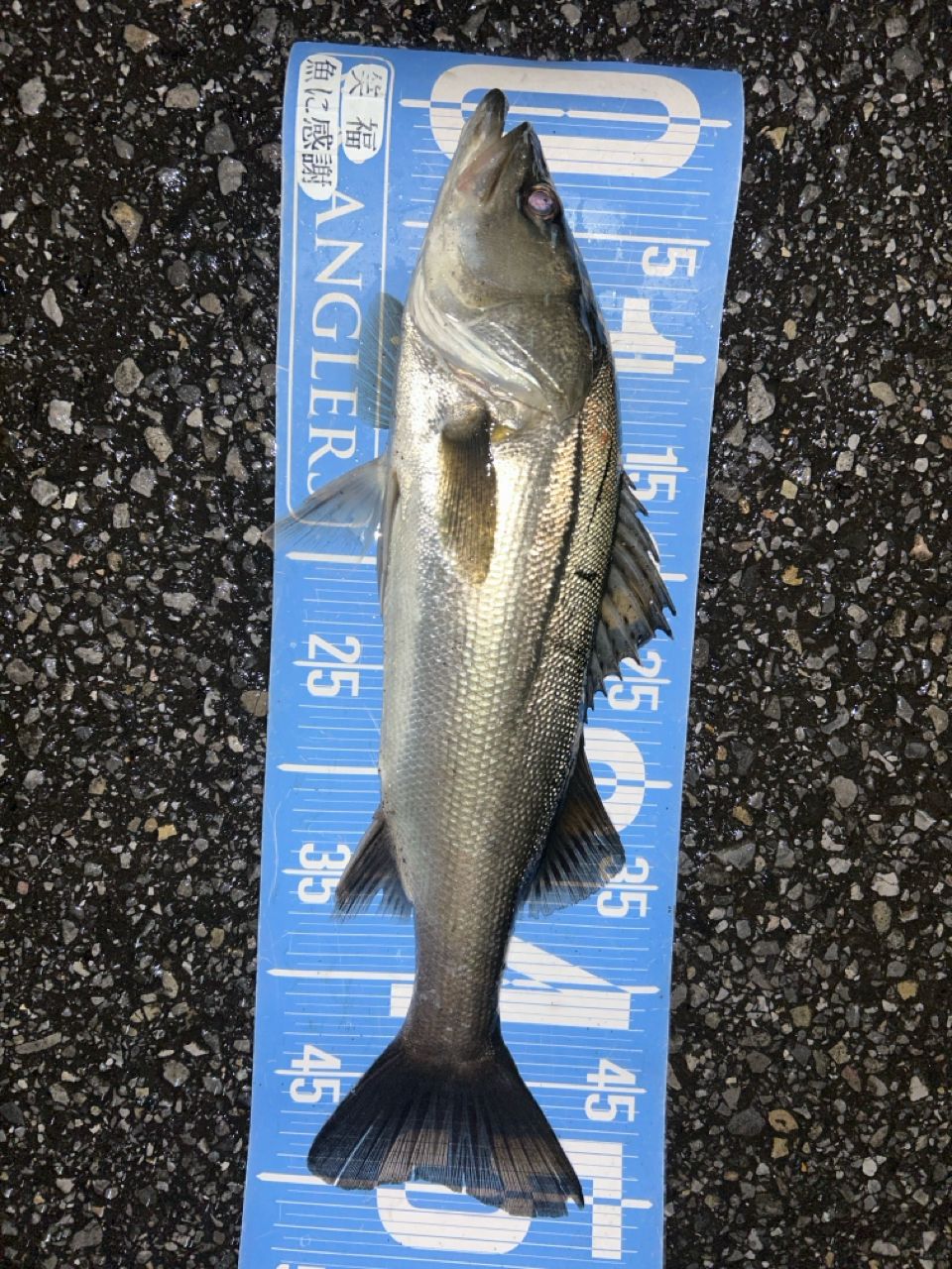 フッコ（マルスズキ）