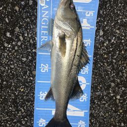 フッコ（マルスズキ）