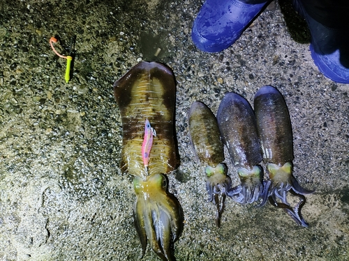 岐阜県南部