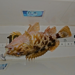 ガシラ