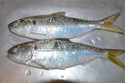 コノシロの釣果