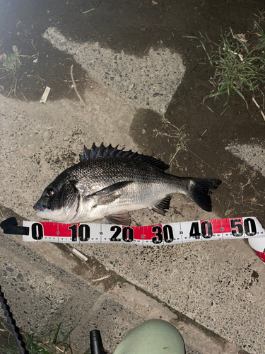 クロダイの釣果