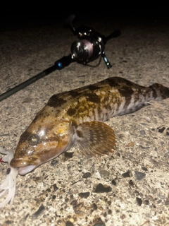 アイナメの釣果