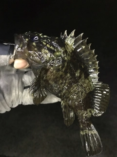 ムラソイの釣果