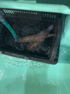 ヤリイカの釣果