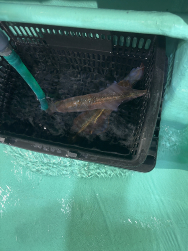 若狭湾