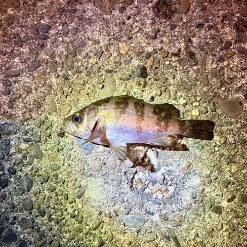 那珂湊港
