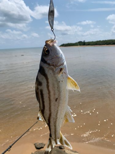コトヒキの釣果