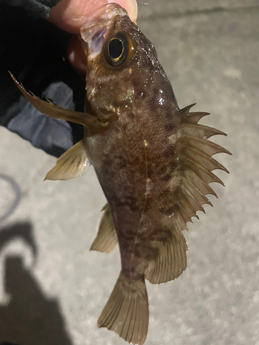 大阪湾