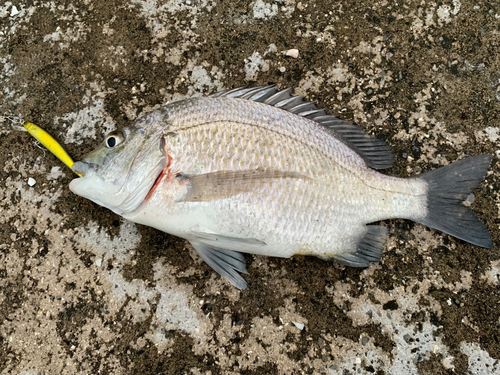 西表島