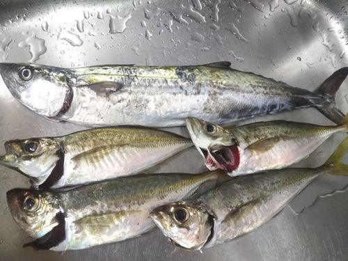 アジ