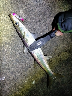 カマスの釣果