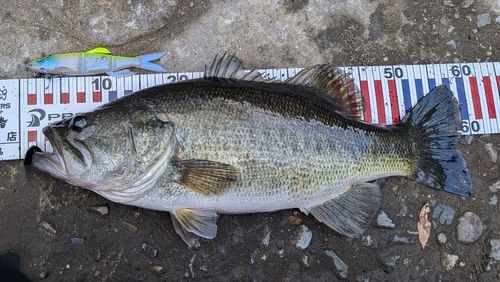 ブラックバスの釣果