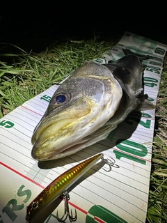 シーバスの釣果