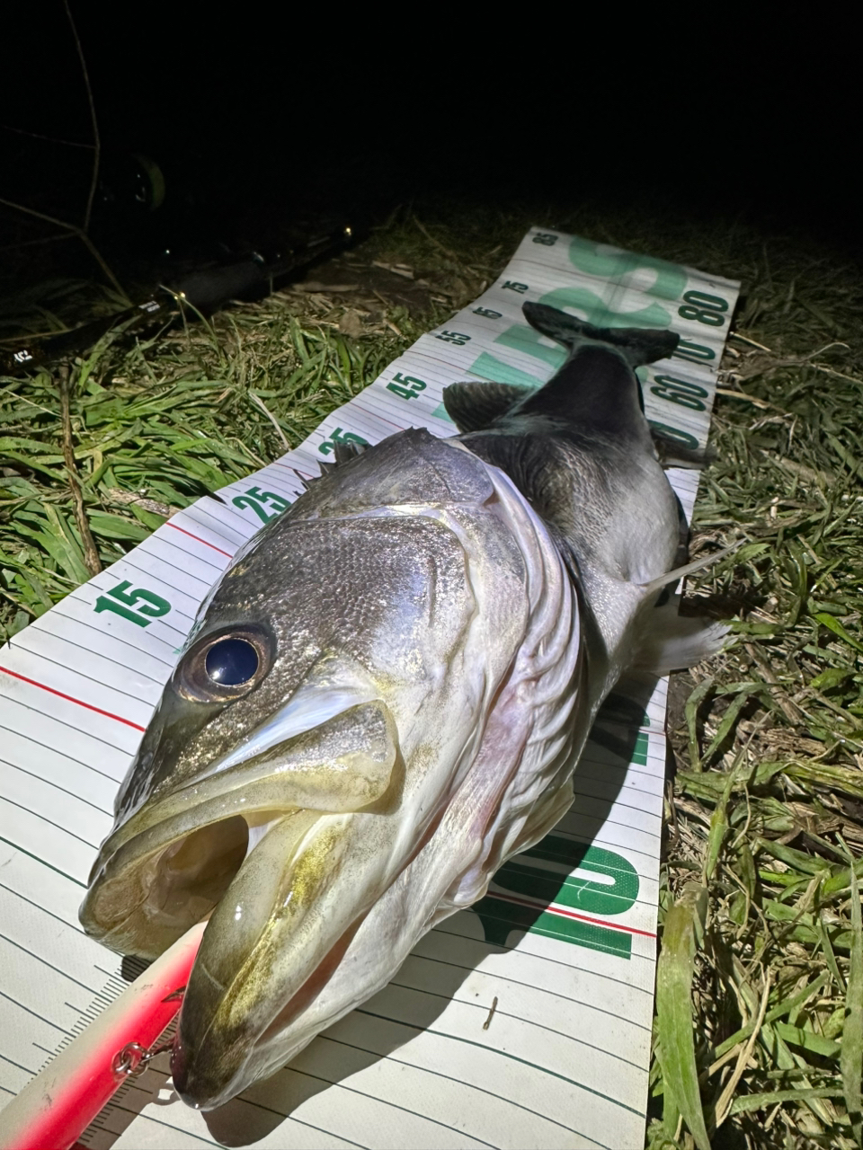 DAIWA 21モアザン ブランジーノ EX AGS 94LMLの最安値・インプレ