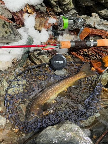 イワナの釣果