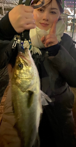シーバスの釣果