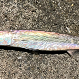 カマス