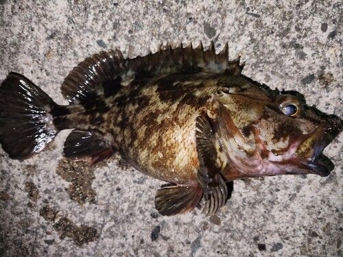 カサゴの釣果