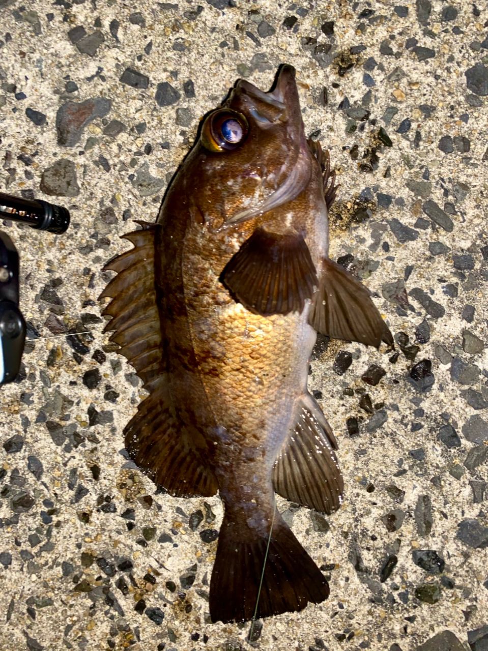 MajorCraft 「三代目」クロステージ ライトゲーム CRX-T902MHの最安値