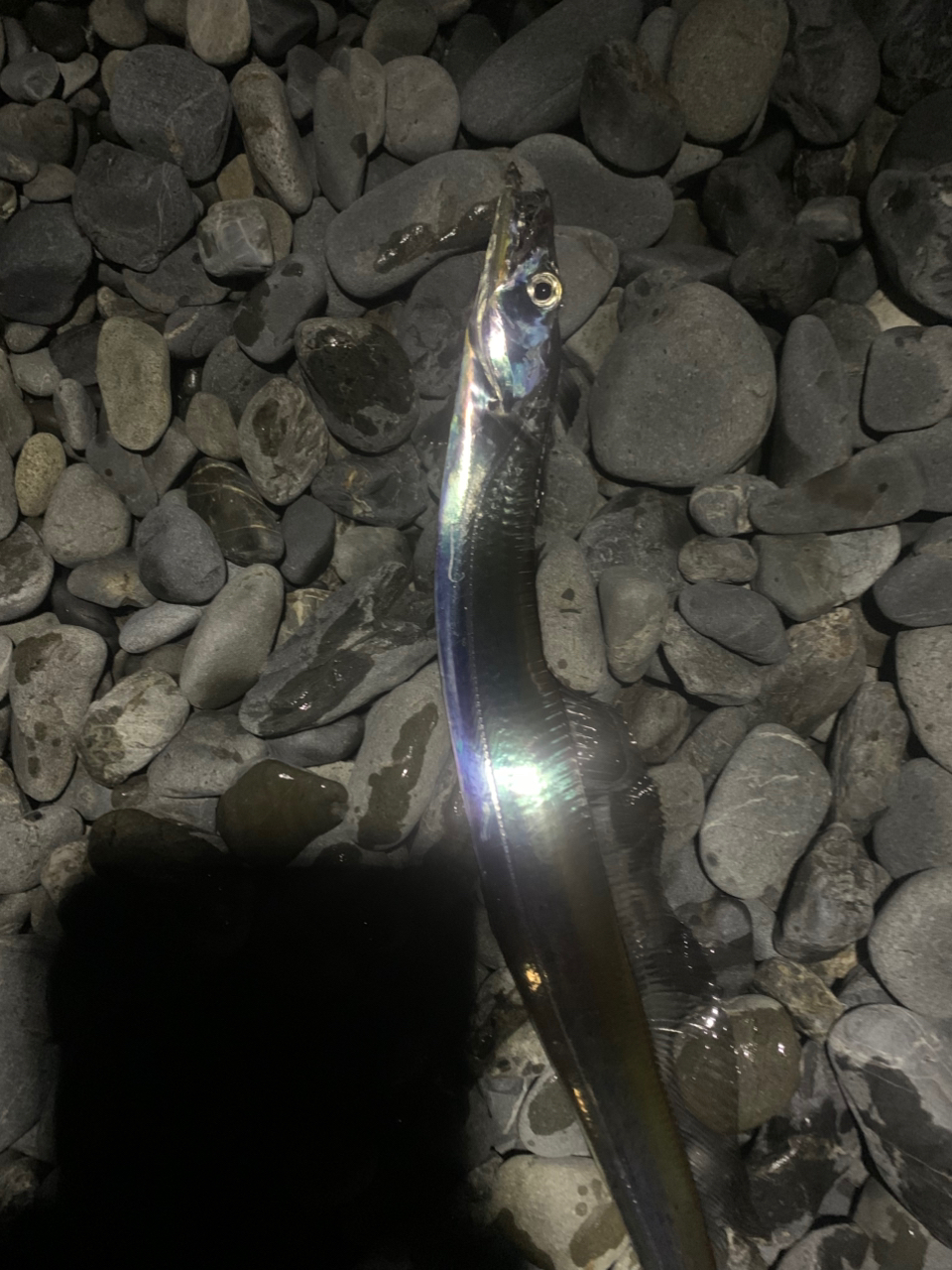 SHIMANO 19ソルティーアドバンス SHORE JIGGING S100MHの最安値