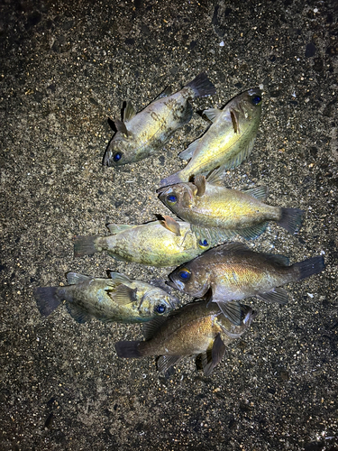 メバルの釣果