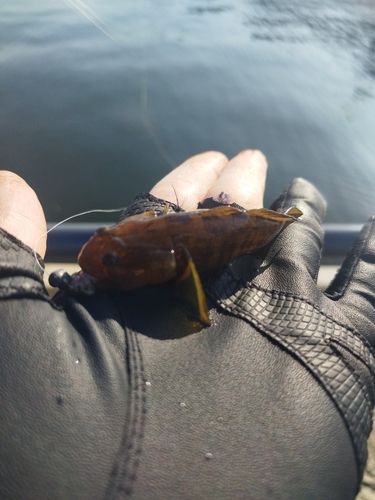 アカオビシマハゼの釣果