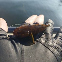 アカオビシマハゼ