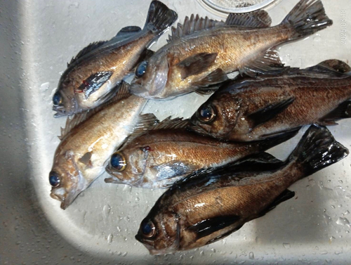 メバルの釣果