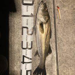 フッコ（マルスズキ）