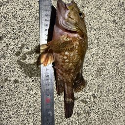 ガシラ